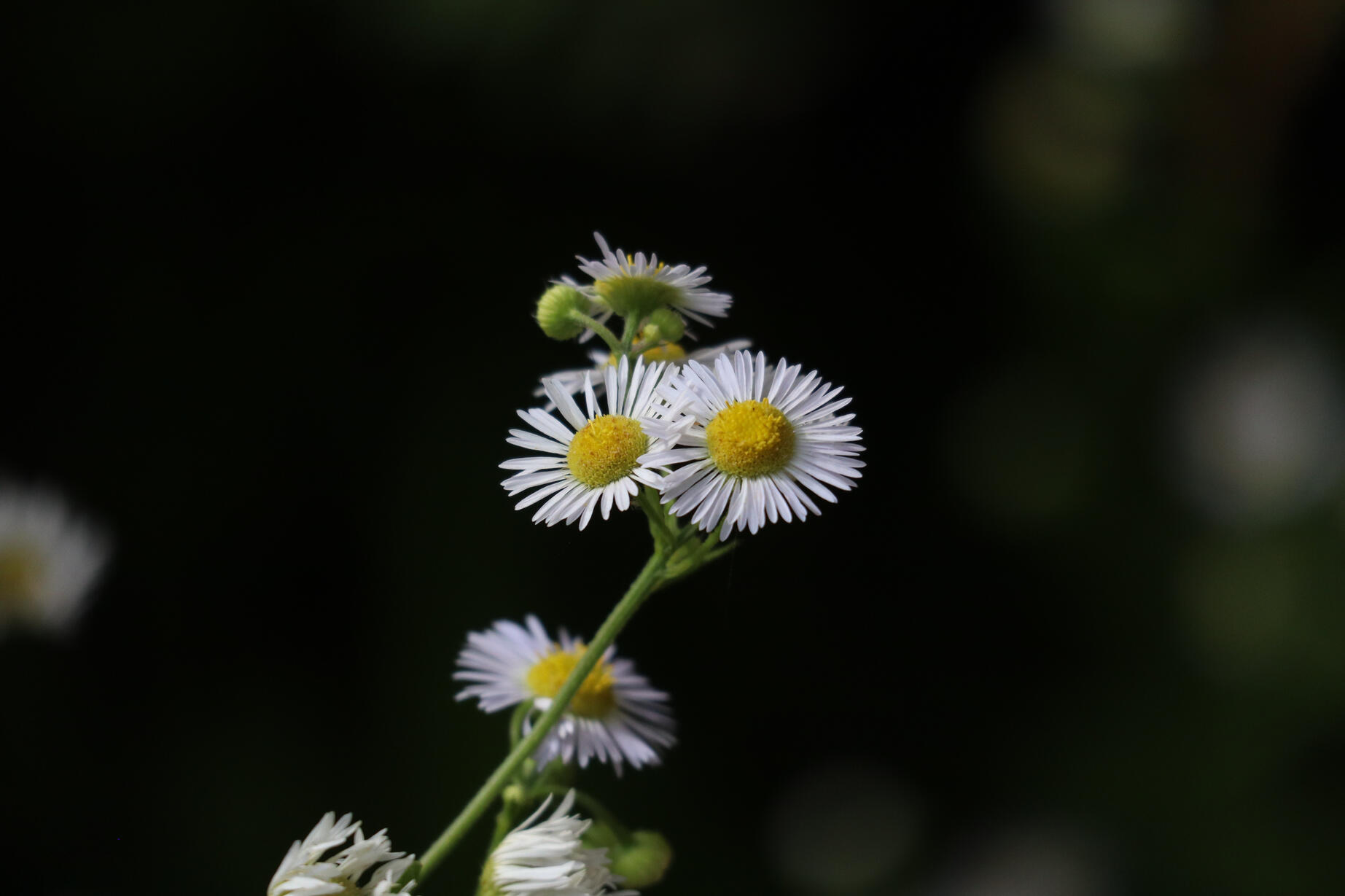 Up-close picture of a few daisies