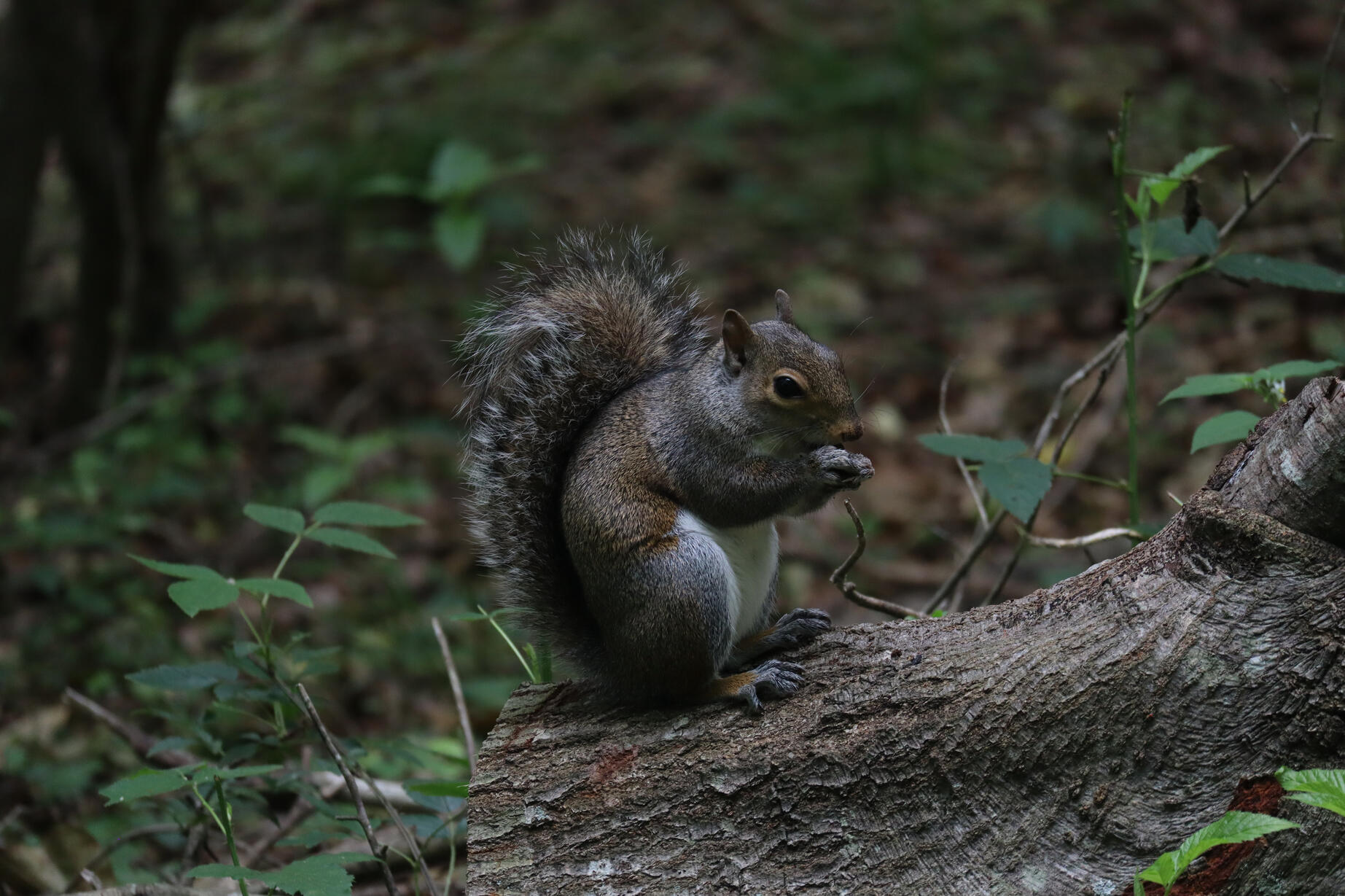 Up-close picture of a squirrel