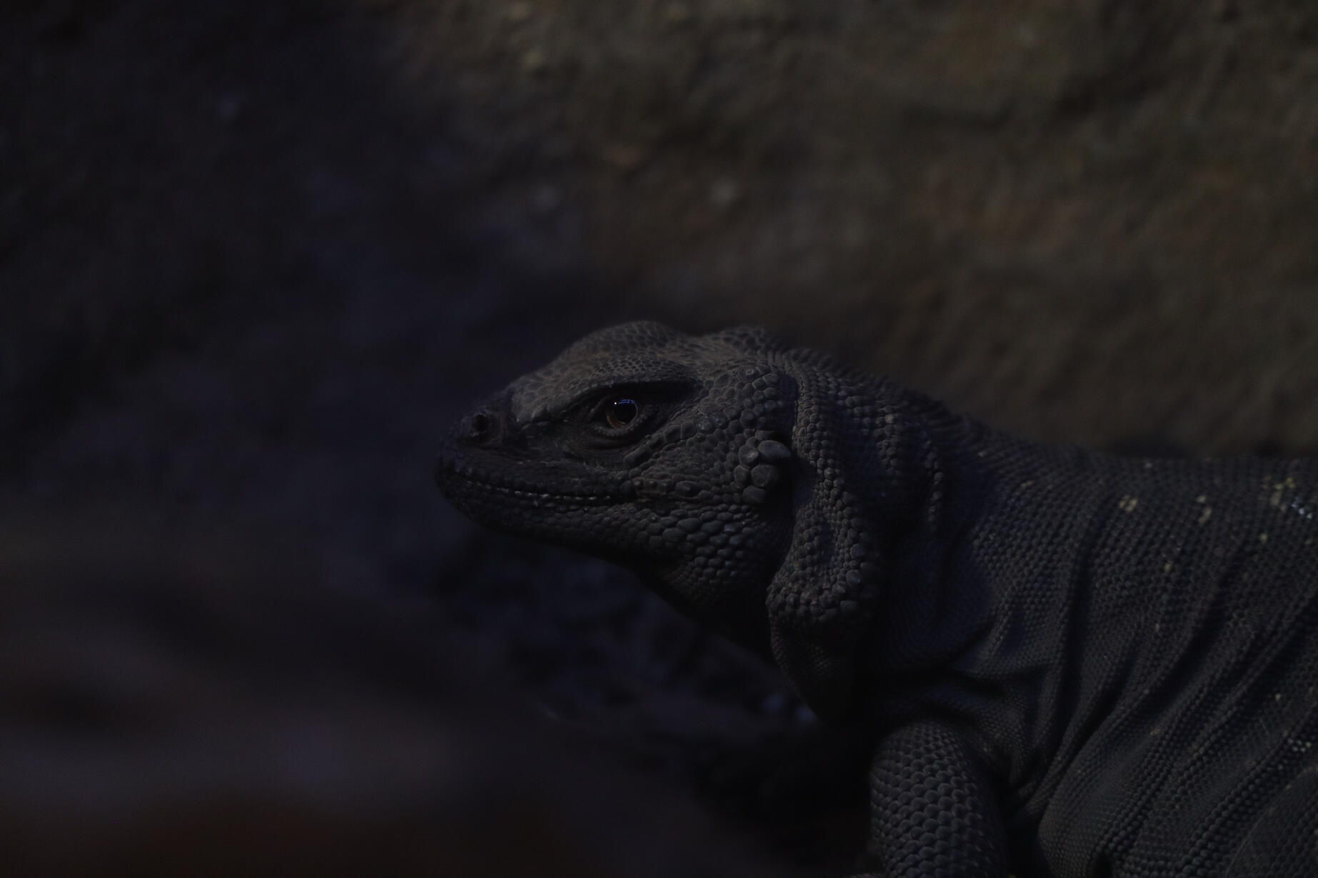 Daisy Up-close picture of an iguana