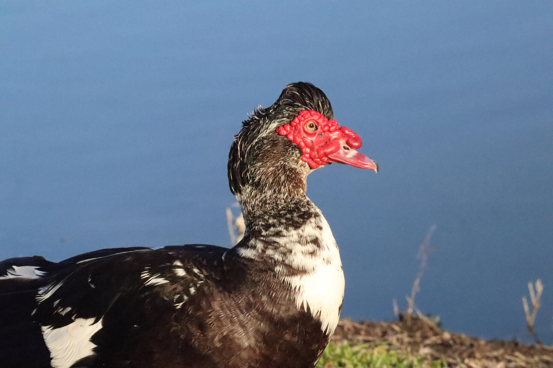 Up-close picture of a duck