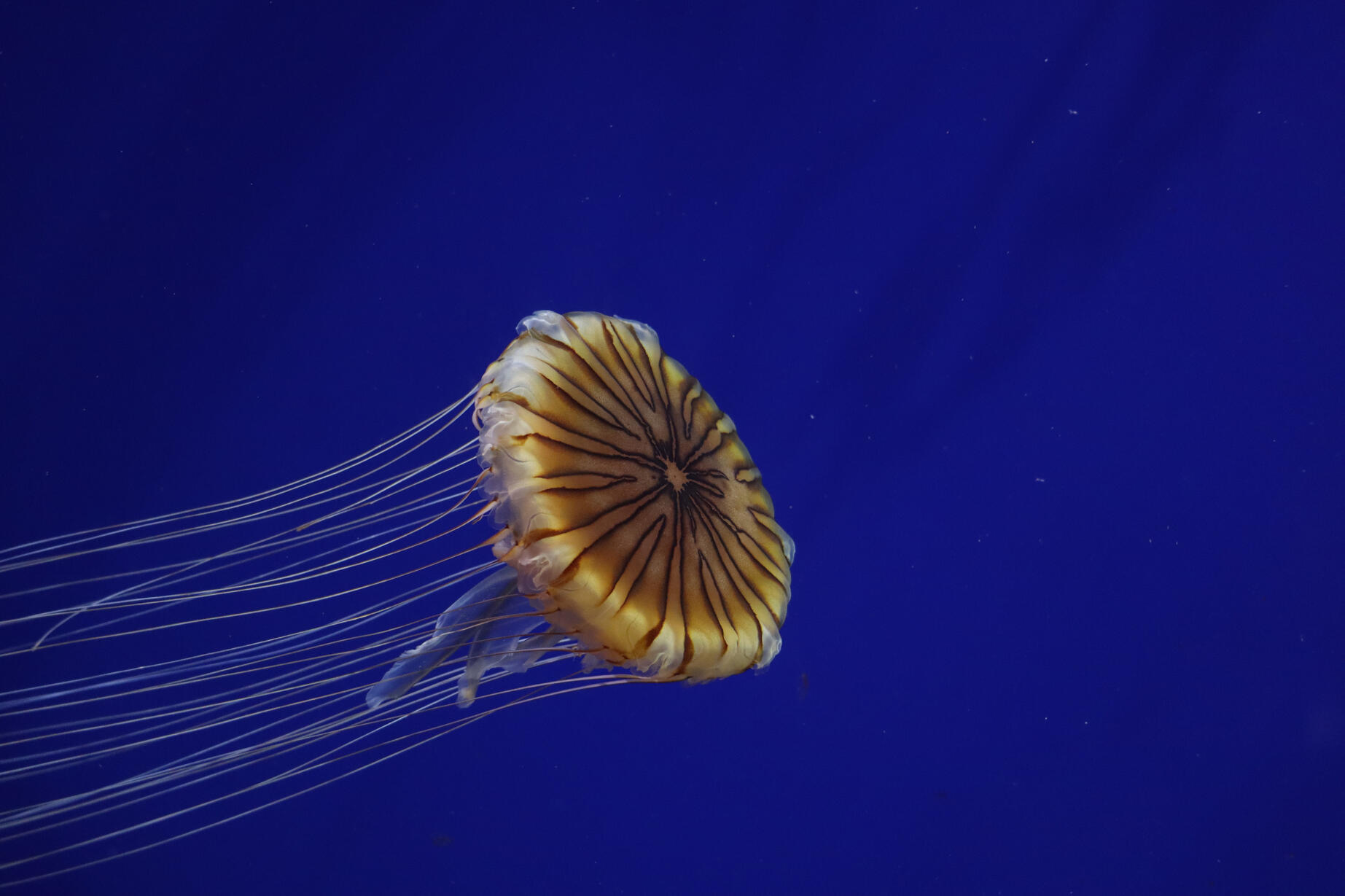 Daisy Up-close picture of a jellyfish surrounded by blue water